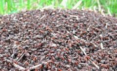 Сонник: к чему снятся муравьи во сне для мужчин и женщин